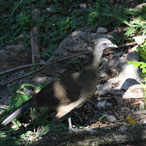 Plain Chachalaca