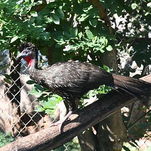 Crested Guan