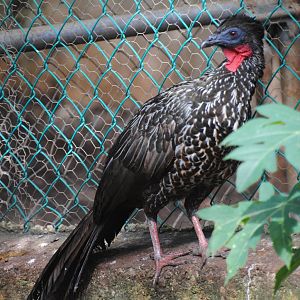 Crested Guan
