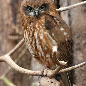 Southern Boobook Owl