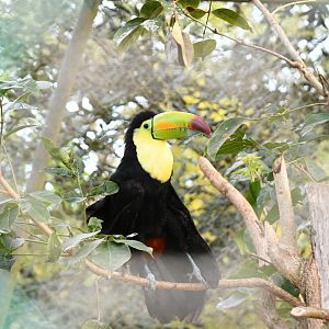 Keel-billed Toucan