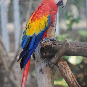 Scarlet Macaw