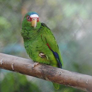 White-fronted Amazon