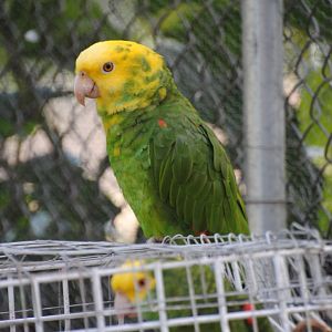 Yellow-headed Amazon