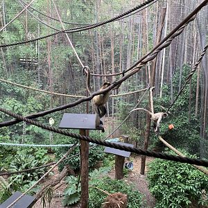 Spider Monkey Exhibit
