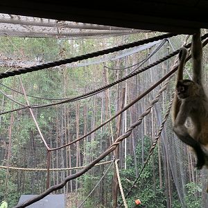 Black-handed Spider Monkey