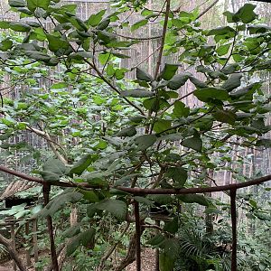 Emperor Tamarin Exhibit