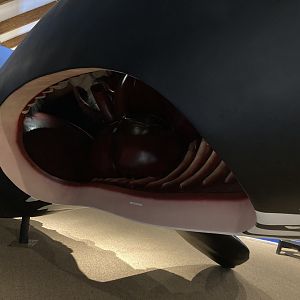Inside of Right Whale Sculpture (heart, rib cage, baleen)
