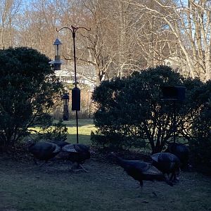 Wild Turkeys by Bird Feeder