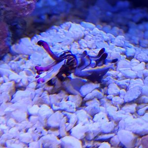 EPCOT (2022) - Cuttlefish (Flamboyant?)