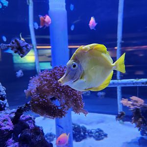 EPCOT (2022) - Reef Fish