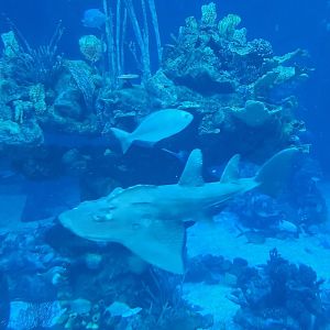 EPCOT (2022) - Bowmouth Guitarfish