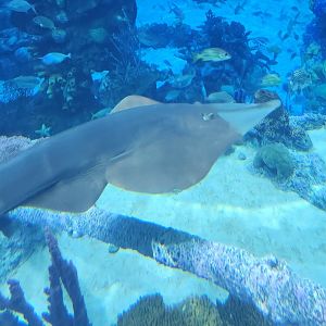 EPCOT (2022) - Guitarfish?