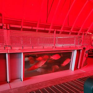 EPCOT (2022) - Tilapia