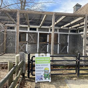 Coming soon: Fennec Fox exhibit