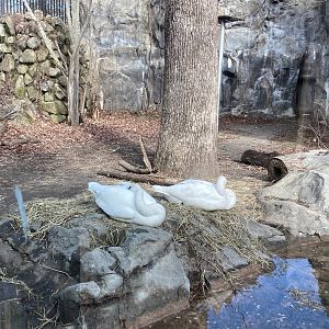 Swans in former North American Black Bear exhibit