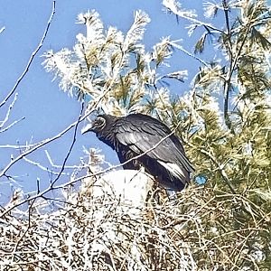 Wild Black Vulture