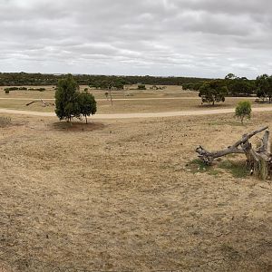 African Lion Exhibit