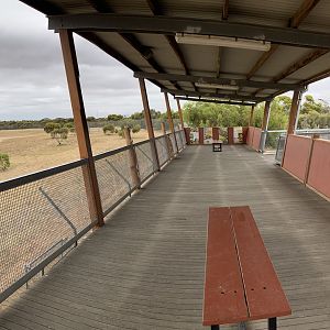 African Lion Exhibit