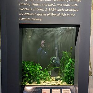 North Carolina Estuarium - Sharks and Rays tank
