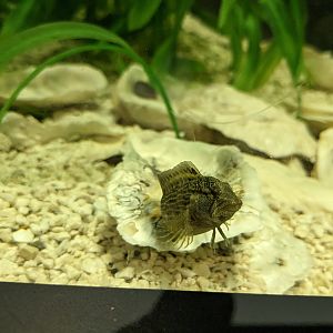 North Carolina Estuarium - Sharks and Rays tank