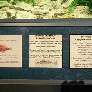 North Carolina Estuarium - Sharks and Rays tank sign