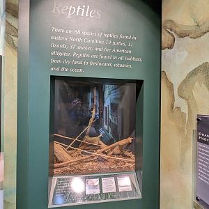 North Carolina Estuarium -Reptile tank