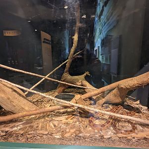 North Carolina Estuarium -Reptile tank corn snake