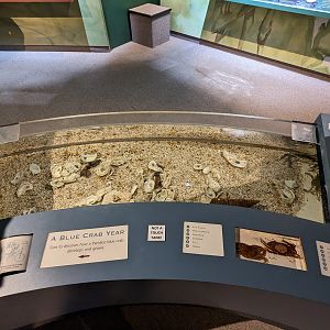 North Carolina Estuarium -blue crab tank