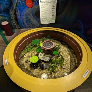 North Carolina Estuarium - estuary tank