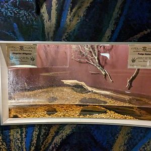 North Carolina Estuarium - estuary tank #2 American Alligator