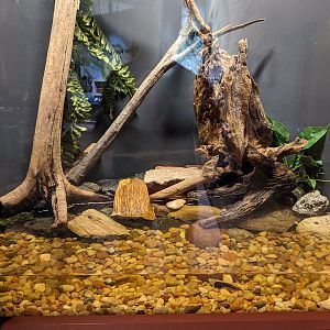 North Carolina Estuarium - Amphibian tank (frog tadpol)