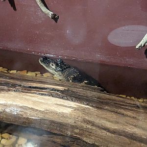North Carolina Estuarium - American alligator