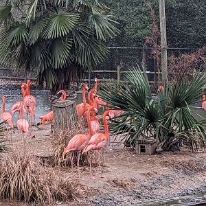 Multinational - American Flamingo