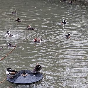 Multinational - various