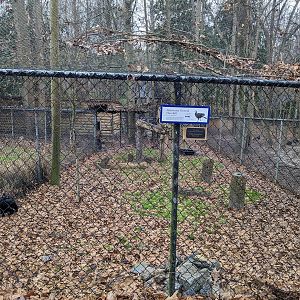 Abyssinian Ground Hornbill aviary