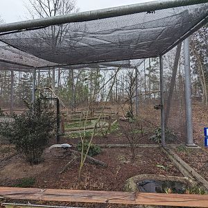Silver pheasant aviary