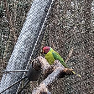 Birds of Paradise - plumb headed parakeet