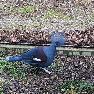 Birds of Paradise - Blue crowned pigeon
