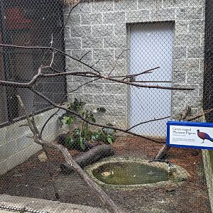 Birds of Paradise side aviary - Bleeding heart dove and Malaga parrot