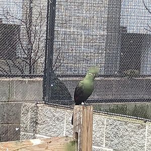 Birds of Paradise - Guinea Turaco