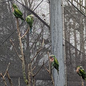 Birds of Paradise - Red-bresated parakeets