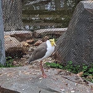 Birds of Paradise Masked lapwing