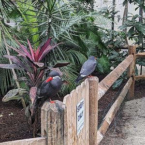Wings of the Tropics  - Inca tern