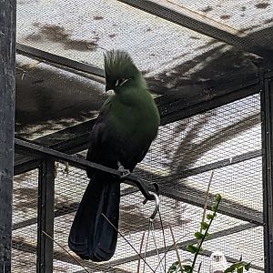 Wings of the Tropics - Guinea turaco