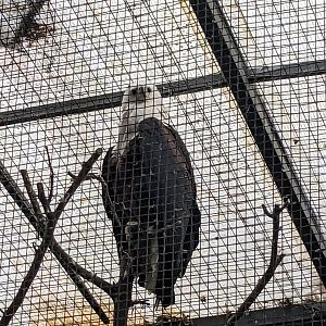 Wings of the Tropics - African fish eagle
