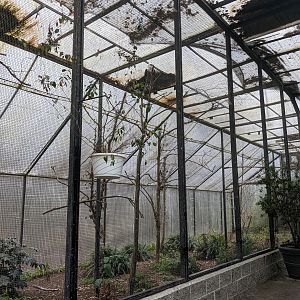 Wings of the Tropics - African fish eagle aviary