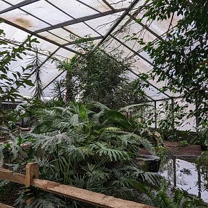 Wings of the Tropics aviary foliage