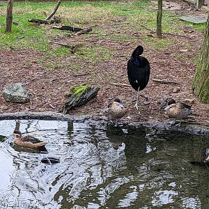 Aviary (outside wings of the tropics)