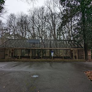 Peafowl and Pheasants